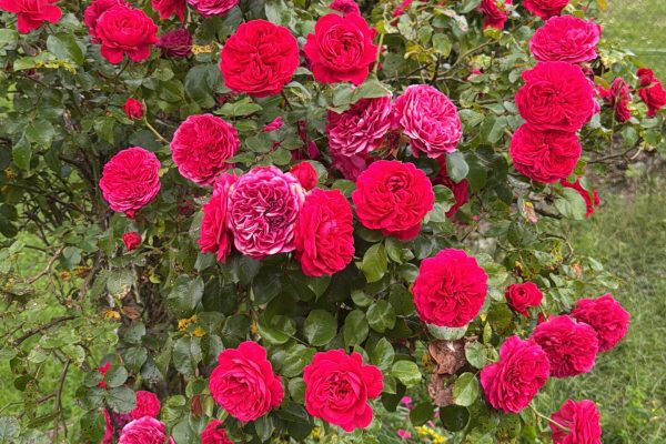 04CB4899-C26D-4DB9-B65A-B2D7CD5BF45D